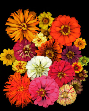 An assortment of multi-colored flowers.