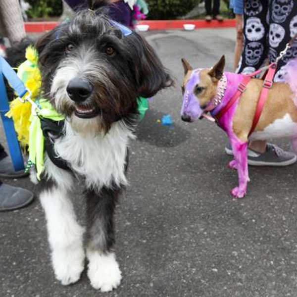Two dogs dressed for a pet parade.
