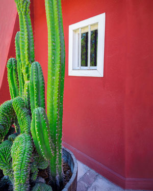 Photo of cactus against a red building