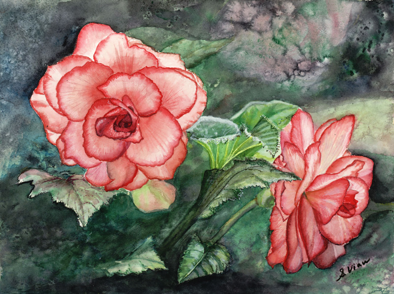 Pink Begonia by Sheril Viau