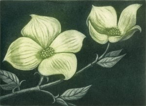 Dogwood by Barbara Rosenthal