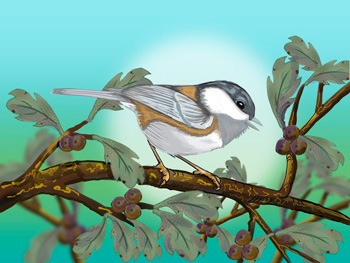 Fred Ventura artwork of a chickadee on a branch